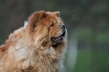 CHOW CHOW 592